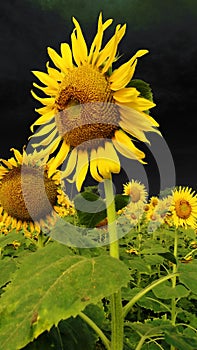 Helianthus sunflowers with black background