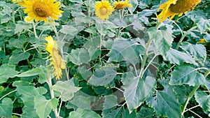 Helianthus sunflowers plants stock