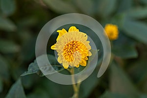 Helianthus Sunshine Dream flower on the background of green leaves