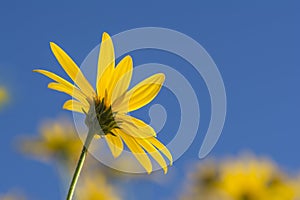 Helianthus Tuberosus Flower Jurusalem Arichoke Against Blue Sk