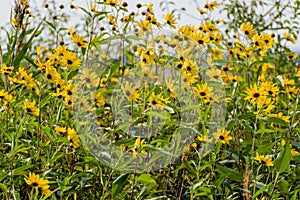 Helianthus tuberosus L. or girasol, Jerusalem Artichoke, Earth Apple flowers photo