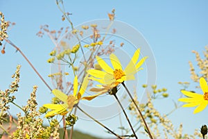 Helianthus tuberosus L. or girasol, Jerusalem Artichoke Earth Apple flowers photo