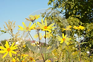 Helianthus tuberosus L. or girasol, Jerusalem Artichoke Earth Apple flowers photo