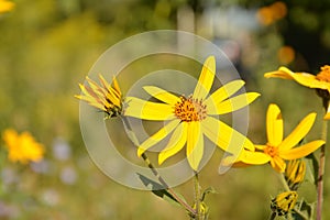 Helianthus tuberosus L. or girasol, Jerusalem Artichoke Earth Apple flowers photo