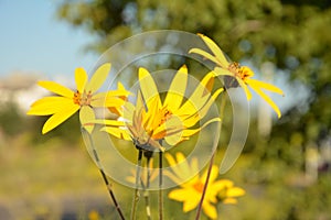 Helianthus tuberosus L. or girasol, Jerusalem Artichoke Earth Apple flowers photo