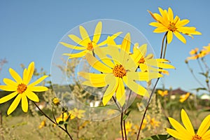 Helianthus tuberosus L. or girasol, Jerusalem Artichoke Earth Apple flowers photo