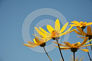 Helianthus tuberosus L. or girasol, Jerusalem Artichoke Earth Apple flowers photo