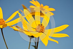 Helianthus tuberosus L. or girasol, Jerusalem Artichoke Earth Apple flowers photo