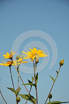 Helianthus tuberosus L. or girasol, Jerusalem Artichoke Earth Apple flowers photo