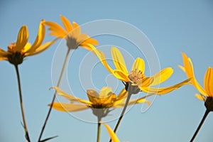 Helianthus tuberosus L. or girasol, Jerusalem Artichoke Earth Apple flowers photo