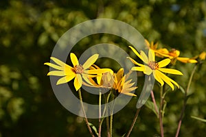 Helianthus tuberosus L. or girasol, Jerusalem Artichoke Earth Apple flowers photo