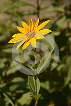 Helianthus tuberosus L. or girasol, Jerusalem Artichoke Earth Apple flowers photo