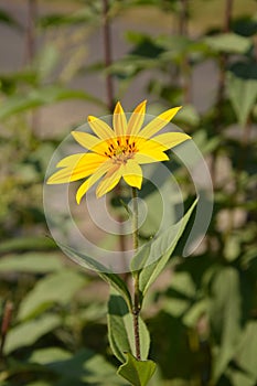 Helianthus tuberosus L. or girasol, Jerusalem Artichoke Earth Apple flowers photo