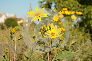 Helianthus tuberosus L. or girasol, Jerusalem Artichoke Earth Apple flowers photo