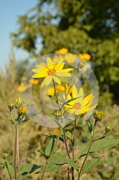 Helianthus tuberosus L. or girasol, Jerusalem Artichoke Earth Apple flowers photo