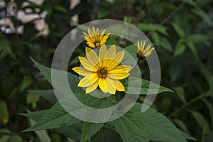 Helianthus tuberosus ornamental edible plant in bloom, yellow flowering flowers