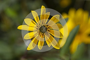 Helianthus tuberosus sunroot topinambur yellow flowering plant, beautiful Jerusalem artichoke sunchoke wild sunflower petals