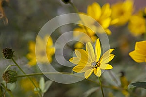 Helianthus tuberosus sunroot topinambur yellow flowering plant, beautiful Jerusalem artichoke sunchoke wild sunflower petals