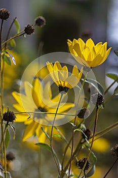 Helianthus tuberosus sunroot topinambur yellow flowering plant, beautiful Jerusalem artichoke sunchoke wild sunflower petals