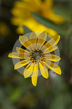 Helianthus tuberosus sunroot topinambur yellow flowering plant, beautiful Jerusalem artichoke sunchoke wild sunflower petals