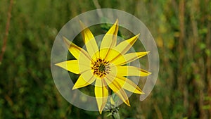 Helianthus tuberosus topinambur blossom yellow Jerusalem artichoke plant sunroot sunchoke earth apple, sunchoke wild