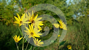 Helianthus tuberosus topinambur blossom yellow Jerusalem artichoke plant sunroot sunchoke earth apple, sunchoke wild