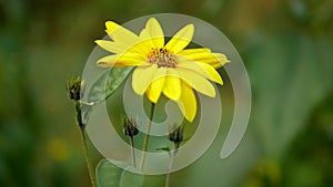 Helianthus tuberosus topinambur blossom yellow Jerusalem artichoke plant sunroot sunchoke earth apple, sunchoke wild