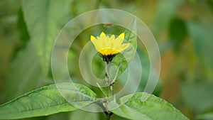 Helianthus tuberosus topinambur blossom yellow Jerusalem artichoke plant sunroot sunchoke earth apple, sunchoke wild