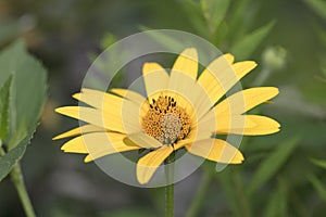 Helianthus tuberosus, yellow flower