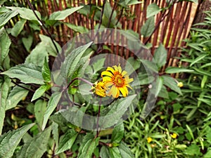 Helianthus tuberosus, yellow flowering flowers and green leaves. Sunroot.