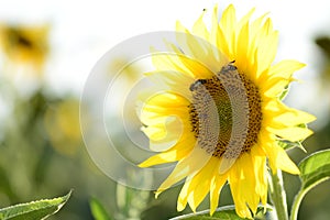 Helianthus with yellow bright colours