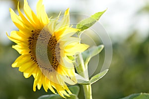 Helianthus with yellow bright colours