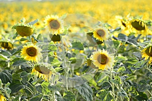 Helianthus with yellow bright colours