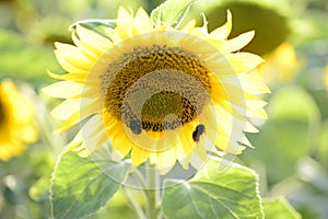 Helianthus with yellow bright colours