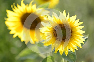 Helianthus with yellow bright colours