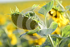 Helianthus with yellow bright colours