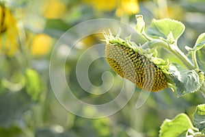 Helianthus with yellow bright colours