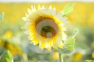 Helianthus with yellow bright colours