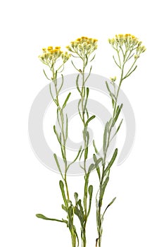 Helichrysum arenarium photo