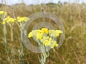 Helichrysum arenarium is also known as dwarf everlast, and as immortelle