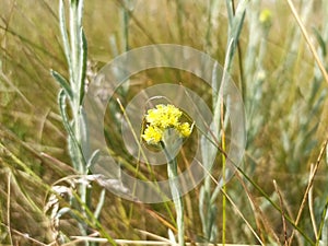 Helichrysum arenarium is also known as dwarf everlast, and as immortelle