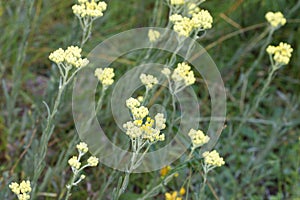 Helichrysum arenarium  dwarf everlast immortelle yellow flowers macro selective focus photo