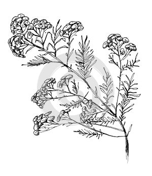 Helichrysum arenarium. Handdrawn botanical illustration. Health and Nature. Medicinal plant. hand drawn illustration, isolated on