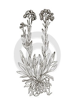 Helichrysum arenarium. Handdrawn Illustration. Health and Nature.