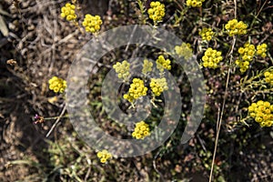 Helichrysum arenarium, immortelle yellow flowers close up