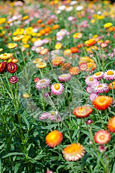 Helichrysum bracteatum