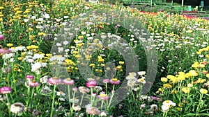 Helichrysum bracteatum bloom in a small garden