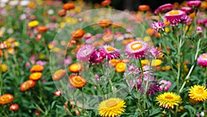 Helichrysum bracteatum photo