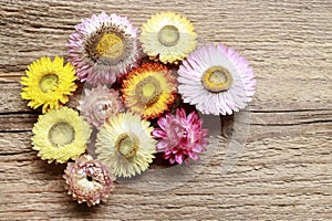 Helichrysum bracteatum - everlasting flowers on wooden background