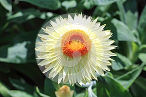 Helichrysum bracteatum flower